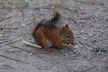 Red squirrel eats sunflower seeds