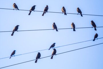 Flock of Red-Winged Blackbirds Perch on Angled Telephone Lines