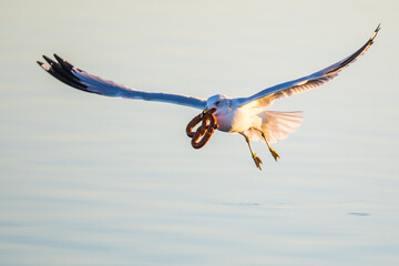Ring-Billed Gull Makes Off With a Soft Pretzel Prize