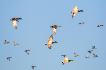 Obraz premium Flock of Mallard Ducks Wheel and Turn in a Blue Winter Sky