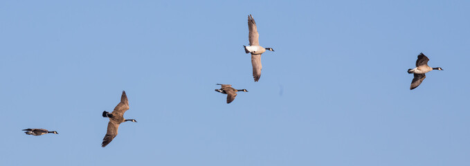 Flock of Canada Geese Wheel and Whiffle Across a Blue Sky