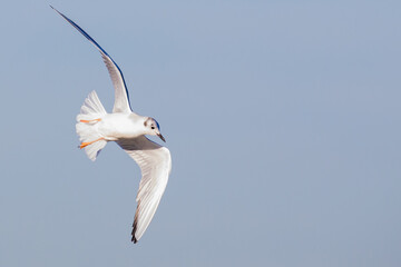 Graceful Bonaparte's Gull Flies Overhead
