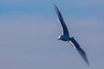 Graceful Bonaparte's Gull Flies Overhead