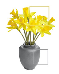 Bunch of beautiful yellow daffodils isolated on white background. Beautiful bouquet of narcissus flowers in rustic ceramic vase. Great design for any purposes. Casual Spring floral arrangement.