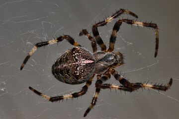 spider on a web