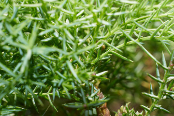 green grass with dew drops