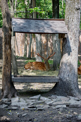 Fototapeta premium deer in the forest, deer near the trough