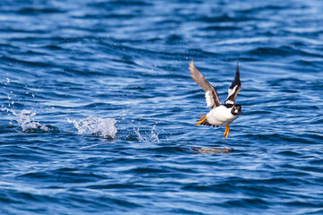 Common Goldeneye Duck Takes to the Air