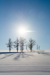冬の青空と雪原に伸びるカラマツの影
