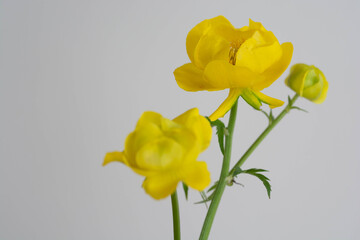 白背景の黄色い花
