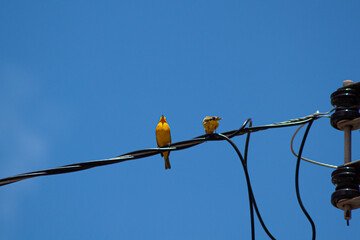 Canaries in the power cables