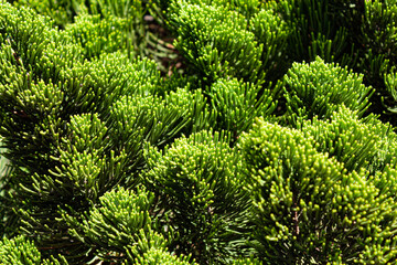 green moss background