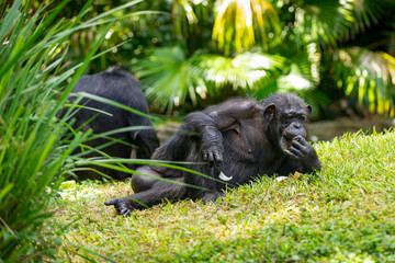 Chimpanzee Monkey is lying and relaxing in the Zoo. Selective focus.
