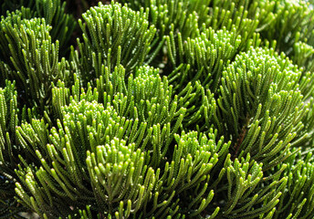 Fototapeta premium close up of a reef