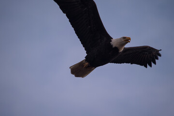 Eagle