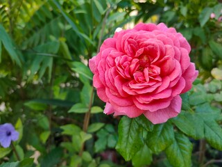 pink rose in garden