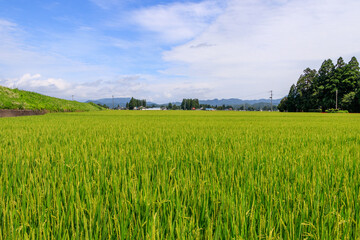 秋の田園風景　東北　秋田県
