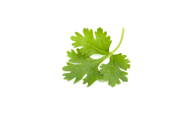 green coriander leaves isolated on a white background