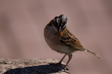 Brazilian bird. Tico-tico.