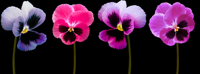Fototapeta Set pansy flowers  blue,  purple, red, violet on black isolated background with clipping path.  Closeup.  Nature. obraz
