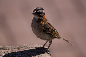Brazilian bird. Tico-tico.