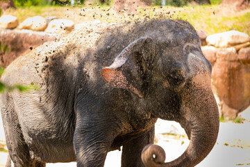 Asian Elephant at the Zoo. Selective focus.