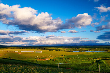 The  herd in the summer green grassland of Hulunbuir of China.