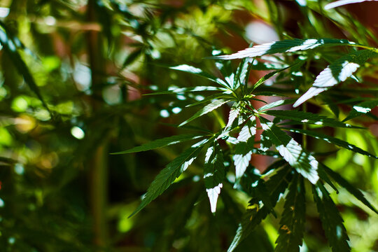 Growing canabbis plant, green background in sunny day