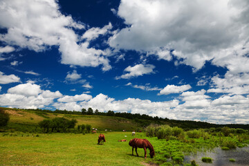 Fototapeta na wymiar The horses in the summer grassland of Hulunbuir of China.