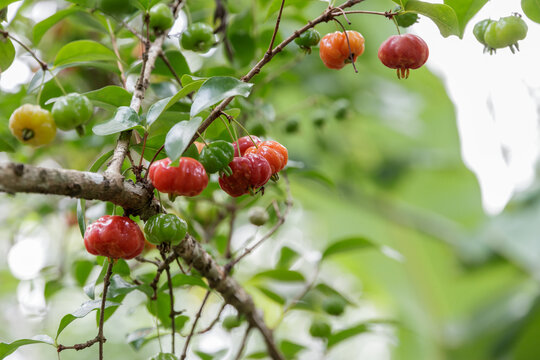 Eugenia uniflora cherry branch
