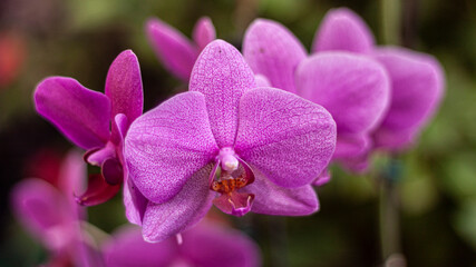 Obraz premium purple orchid in the garden