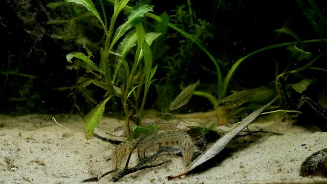 spined loach dig in sand substrate bottom not afraid of people, ninespine sticklebacks blurred in background in European coldwater biotope aqua, captive wild fish behaviour