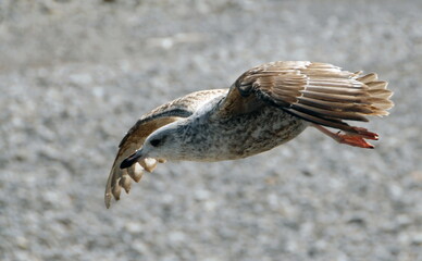 Ville de Saint-Valéry-en-Caux, département de Seine-Maritime, France