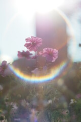 background with flowers