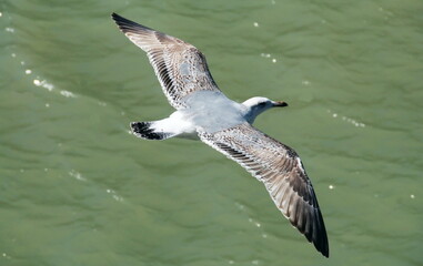Ville de Saint-Valéry-en-Caux, département de Seine-Maritime, France