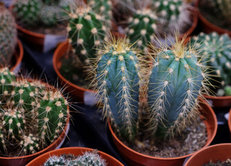 Various types of green cactus pots in the shop