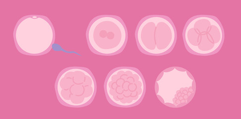 受精卵の成長過程