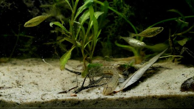 spined loach en face dig in sand substrate not afraid of people, active ninespine sticklebacks blurred in background in European coldwater biotope aqua, captive wild fish behaviour