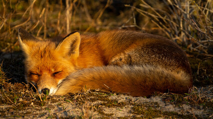 Sleepy Fox