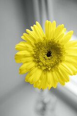 Closeup photo of gerbera flower in vase near window in daylight. Natural banner with colors of the year 2021 - Illuminating Yellow and Ultimate Gray. - 398375750