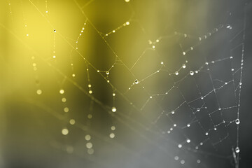 Closeup drops in the spider web after rain colored in Illuminating Yellow and Ultimate Gray. Natural banner with colors of the year 2021 - 398375762