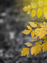 Yellow autumn leaves on gray background with copy space. Natural banner with colors of the year 2021 - Illuminating and Ultimate Gray - 398375792
