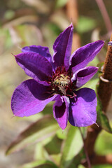 Vertical selective focus shot of a purple clematis