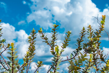 plants with sky