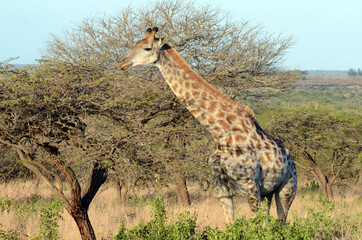 giraffe walking in the savannah