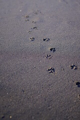 砂浜と犬の足跡