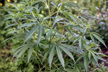 Stalks of cannabis plants on the green background in summer.