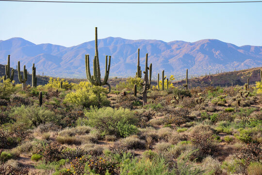 Grand Saguaros In Bloom Near Scottsdale Arizona © DCA88
