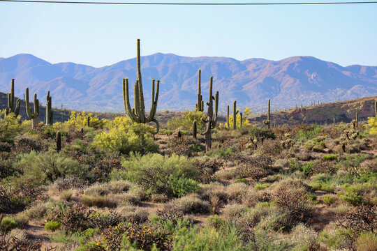 Grand Saguaros In Bloom Near Scottsdale Arizona