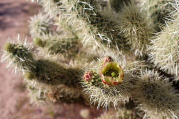 Yellow Cholla Cactus Flower in Scottsdale Arizona